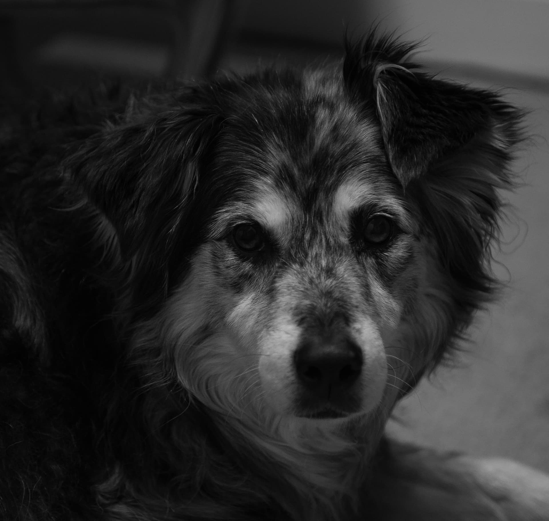 Gracie, our dog